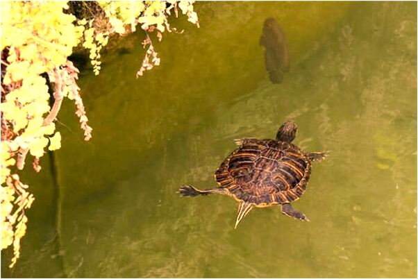 夢到了掃掉床上自已的屎啥意思_周公解夢官網