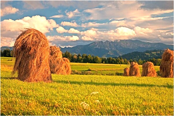 夢見賣胸罩預示什麼_周公解夢官網