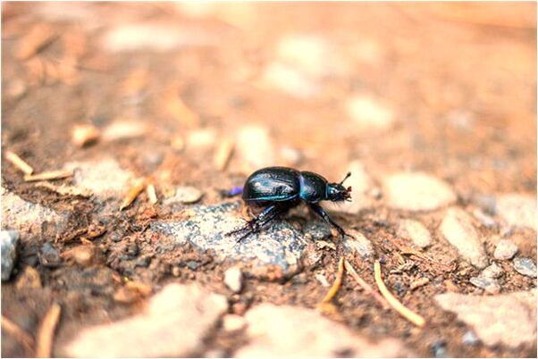 夢到炸饅頭片是什麼徵兆_周公解夢官網