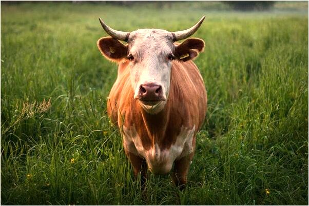 夢到了別人砍我家茶樹代表什麼_周公解夢官網