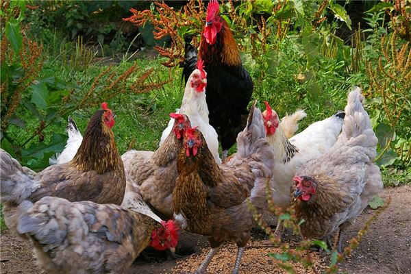 夢見餵雞_周公解夢