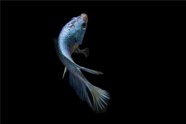 夢到了魚在地上是什麼預兆？_周公解夢