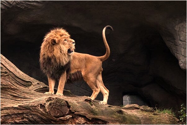 夢見紅色石榴是什麼兆頭_周公解夢官網