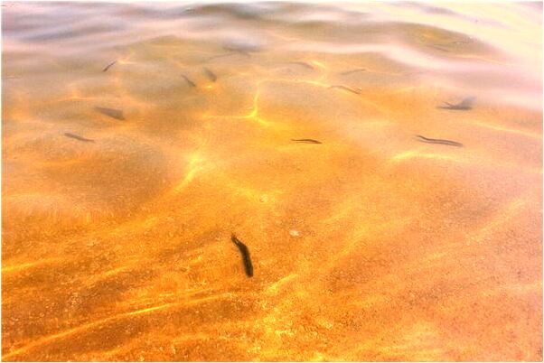 夢到了喜歡的人掉臭水溝啥意思_周公解夢官網