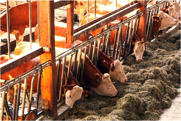 夢到別人要求我工作是好是壞_周公解夢官網