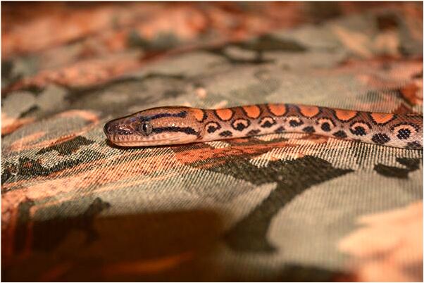 夢到有人給目己壽衣怎么說_周公解夢官網