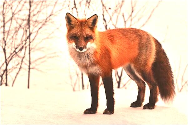 夢到被毒蛇咬住手指代表什麼_周公解夢官網