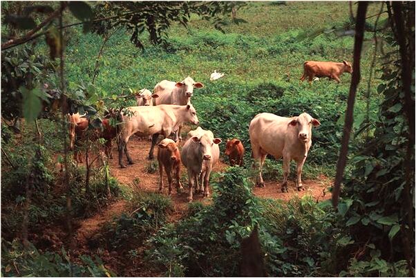 夢到和死人在水上飄是什麼意思_周公解夢官網