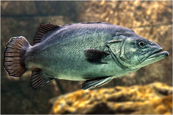 夢見自己的對手預兆了什麼嗎_周公解夢官網