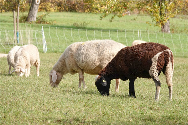 屬猴何年出生性格特徵_十二生肖