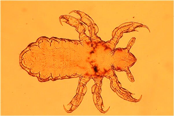 夢到了鬼跟著我是好的徵兆嗎_周公解夢官網