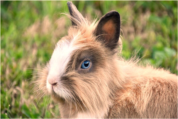 夢到了和長輩一起捉虱子會是什麼預兆_周公解夢官網