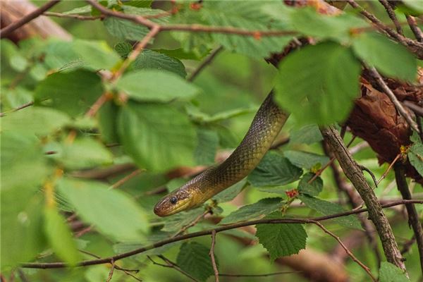 1977年的人生肖是什麼_十二生肖