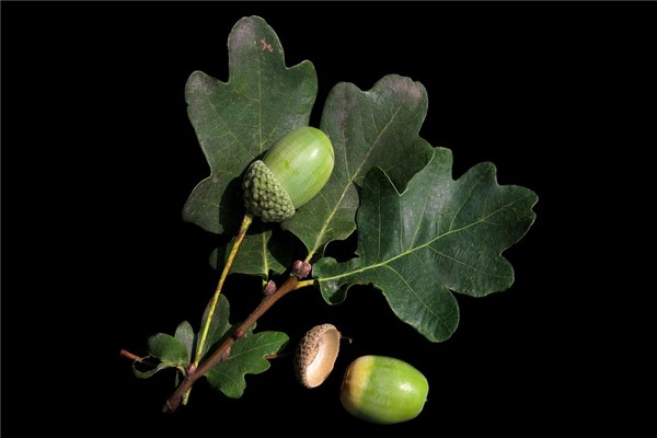 夢到橡皮樹有什麼含義_周公解夢