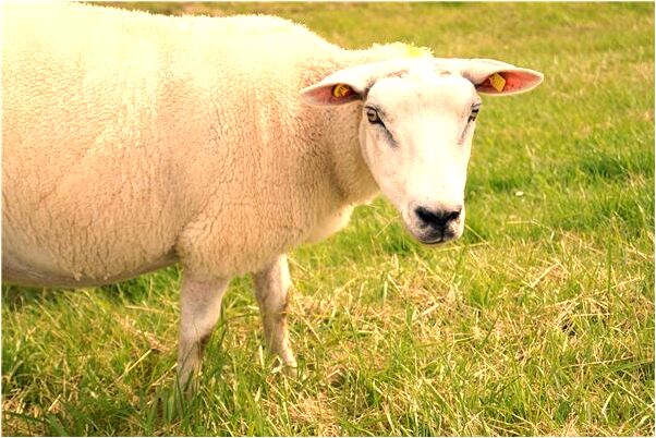 夢到了外星人入侵意味著什麼_周公解夢官網