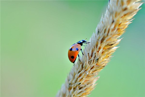 夢到踩蟲子有何寓意_周公解夢