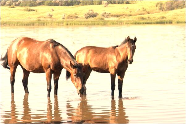 夢到了很竭斯底里的大叫有什麼意思_周公解夢官網