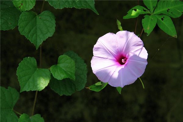 夢到買花草代表什麼_周公解夢