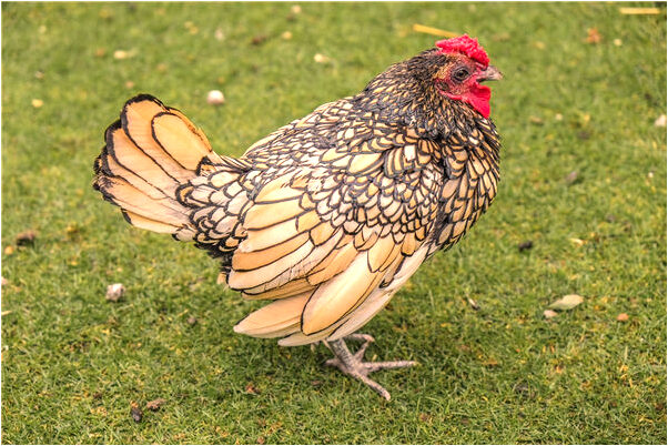 夢到往墳地拉土預示什麼_周公解夢官網