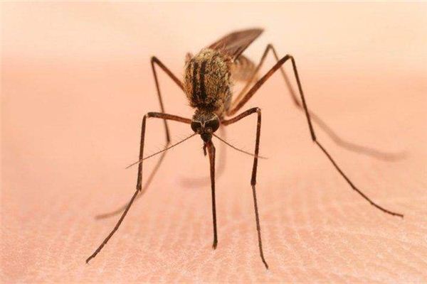 夢見蚊子:殺蚊見血,受傷之象_周公解夢