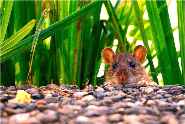 夢見姑姑家的鄰居蓋三層樓會有什麼預兆_周公解夢官網