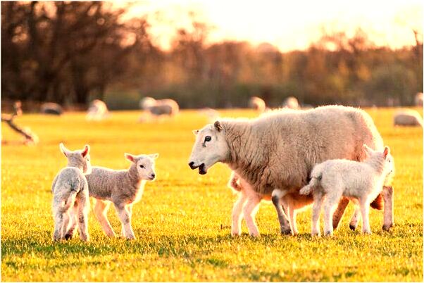 夢到找鞋子代表著什麼_周公解夢官網