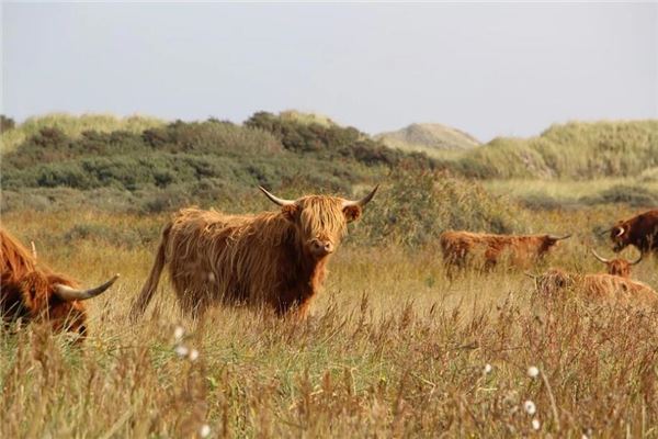 牛年出生的人財運與運程_十二生肖