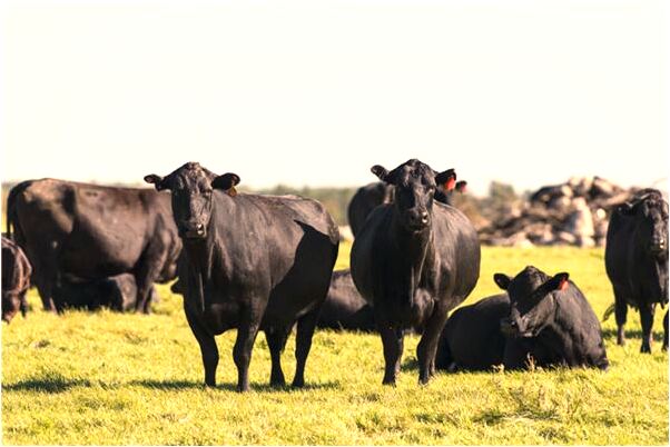 夢到水裡有大型動物在游啥意思_周公解夢官網