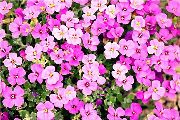 夢見看見陌生女子打電話會是什麼預兆_周公解夢官網