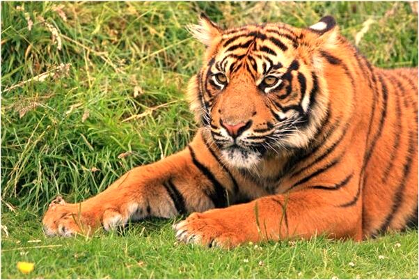 夢到想和同學一起找老師吃飯是什麼預兆_周公解夢官網