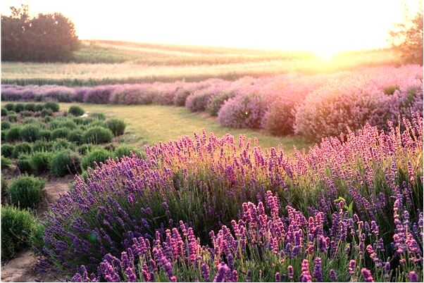 夢到自己去算命什麼預兆_周公解夢官網