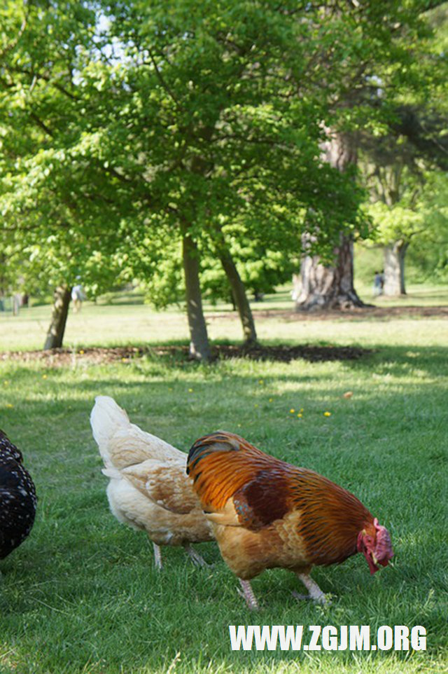 夢見雙眼皮_周公解夢夢到雙眼皮是什麼意思_做夢夢見雙眼皮好不好_周公解夢官網