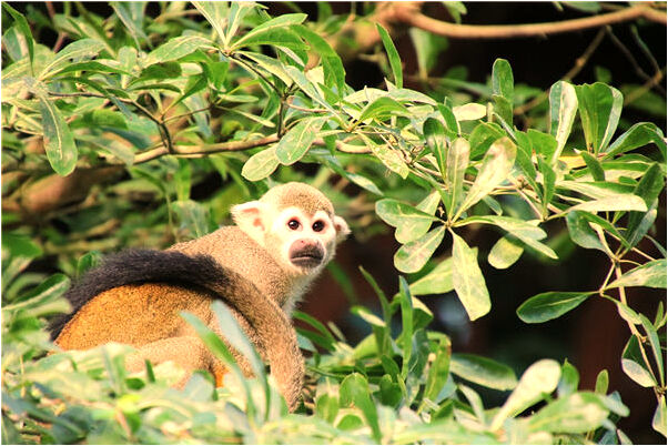 夢見柜子床被搬走意味著什麼_周公解夢官網