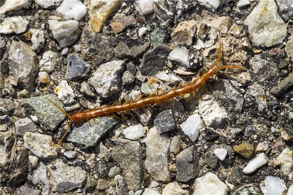 夢見白色蜈蚣有什麼意思嗎_周公解夢