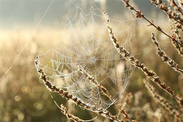 夢見蜘蛛網_周公解夢