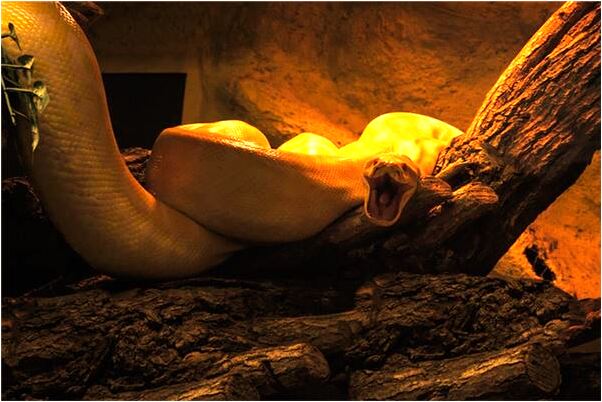 夢到了蔡孝鳳有何寓意_周公解夢官網