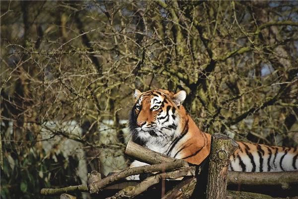 虎屬相的人性格特徵_十二生肖