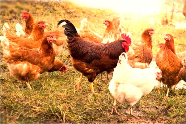 夢到了自己家被偷了金子怎么回事_周公解夢官網