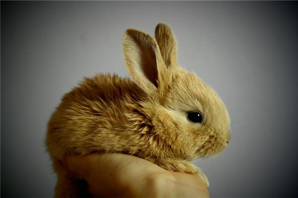 2021年屬兔的人多少歲了呢_十二生肖