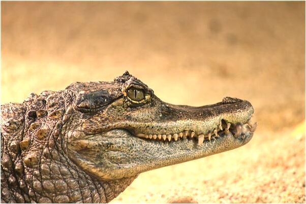 夢見大雨夜抓妖有什麼意義嗎_周公解夢官網