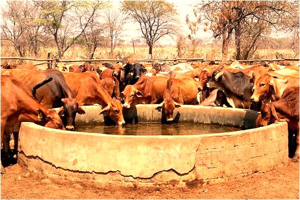 夢見公雞官在內褲里代表什麼_周公解夢官網