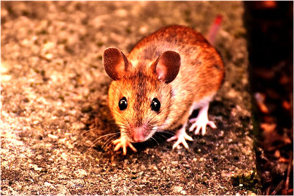 夢見兒子被車撞傷沒有血是吉兆嗎?_周公解夢官網