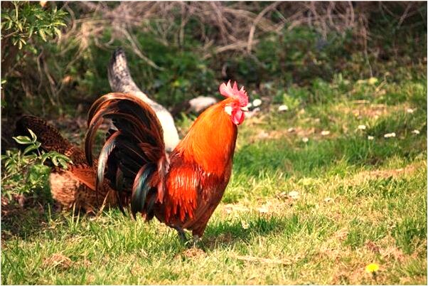 夢到左手被燙留疤有什麼寓意嗎_周公解夢官網