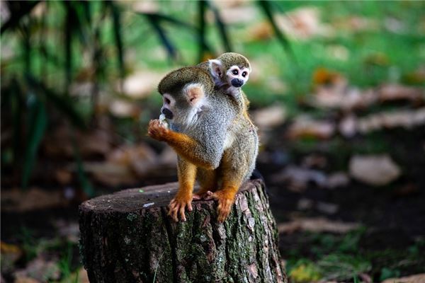 猴年幾月出生的人好_十二生肖