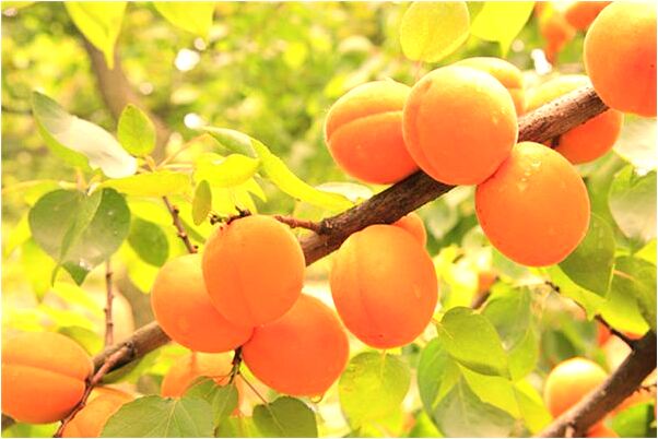 夢到了在飯店看到自己是啥意思_周公解夢官網