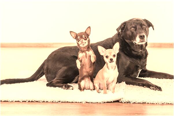 夢到自己玩陰莖流精是啥意思_周公解夢官網