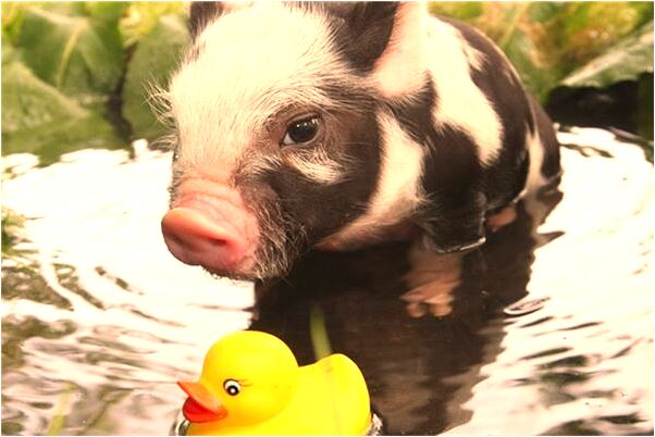 夢到摘了好幾朵的桅子花是啥意思_周公解夢官網