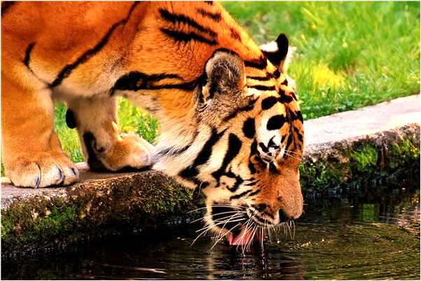 夢見自己喝奶啥意思_周公解夢官網