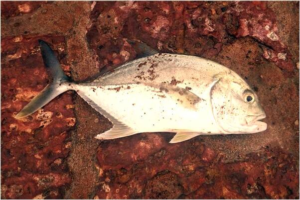 夢見學校不存在的班和同學是好事還是壞事_周公解夢官網