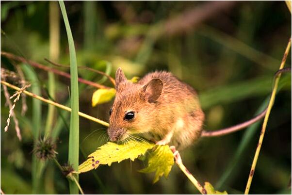 夢到了別人被假槍殺有何寓意_周公解夢官網